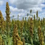 sorghum-my-image-150x150211297-1