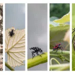 all-life-stages-of-spotted-lanternfly-150x150486811-1