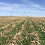cover-crop-iowa-idals-150x1504656-1