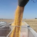 corn-harvest-2010-2-150x150595116-1