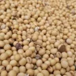 soybeans_inside-farmerjohn-grain-cart-by-larry-e1681244921674-150x150920621-1
