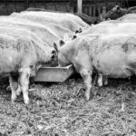 cows4-150x150695476-1