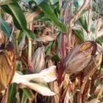 2023-corn-near-harvest-je-wb2-150x150622840-1
