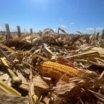 afterharvest_2023-150x150680845-1