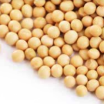 soybeans-on-white-150x150313642-1