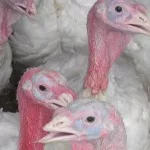 h2013_thanksgiving_turkeys-150x1504547-1