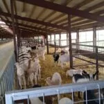 dairy-goats-150x150565180-1