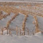 corn-stalks-in-snow-2-feb-2011-150x1505962-1