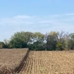231002_corn_harvest_md-150x150707642-1