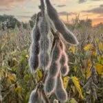 soybeans2_leavesdrop_sept2023_mo-150x150549582-1