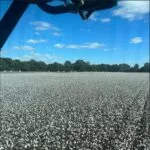 cotton-150x150756001-1