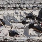 homepage_snow_geese_2013-150x150764810-1