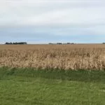180928_downed_corn_md-150x150180010-1