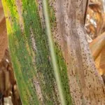 mu-corn-tar-spot-150x150256479-1