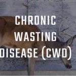chronic-wasting-disease-photo-150x150868793-1