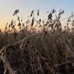 soybeansoct-150x150613094-1