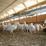 chickens-in-house-ncc-e1442869745578-150x150236798-1