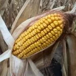 short-corn-ear_mo_sept23-150x150222523-1