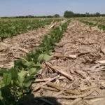 soybean-field-miller-ne-6-9-16-no-till-reduced-150x150902788-1