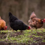 backyardflock-150x150121053-1