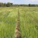malting-barley-150x150724952-1