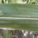 tarspot_mu_mandybish-150x150262403-1