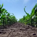 corn-iowa-knee-high-mid-june-2017-farmers-national-150x150436905-1