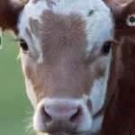 cattle-traceability-tags-150x150646719-1