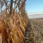 corn2_harvest_sept2023-150x150823595-1