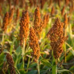 sorghum-150x150727146-1