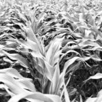 v7_corn_bw2-e1688561318822-150x150706551-1