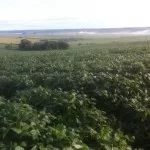parana-brazil-soybean-field-150x150206937-1