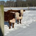cattle-winter-150x150550543-1