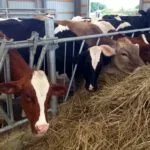 dairy-cows-150x15033724-1