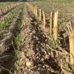 ryeoncorn_mo_sept23-150x150621710-1