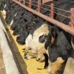 cattle-at-feedbunk-isu-5-19-150x150230948-1