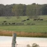 cattle-grazing-150x150395981-1