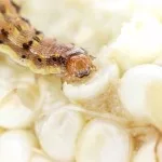 corn-rootworm-150x150247454-1