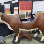 240105_cow_model_md-150x150249258-1