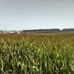 corn-field-nutrient-advisors-150x150216025-1