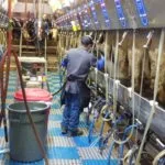 milking-parlor-selz-pralle-dairy-150x15043696-1