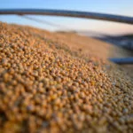 soybeans-graintruck-unitedsoybeanboard-150x150810196-1