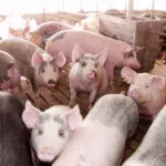 080318_pigs_md-150x150761949-1