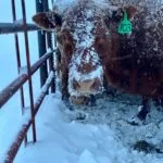 haley-blizzard-1-150x150540805-1