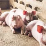 pigs-nppc-edit-150x150759051-1