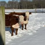 cattle-winter-150x150815039-1