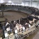 061219-rotary-milking-right-kinnard-farms-150x150262647-1
