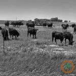 cattle-grazing-400x400-150x150697431-1