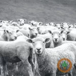 sheep-150x15023581-1