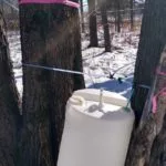 maple-syrup-tap-lines-barrel-150x150613916-1